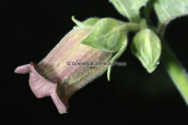 Atropa belladona στη Παρνηθα