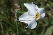 Ναρκισσος (Narcissus poeticus) στην Οιτη
