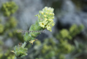Τσαι του βουνου (Sideritis sp.) στη Διρφη στην Ευβοια
