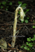 Monotropa hypopitys στη Παρνηθα