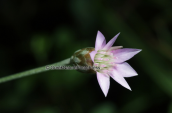 Xeranthemum cylindraceum στις λιμνες των Πρεσπων