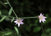 Xeranthemum cylindraceum στις λιμνες των Πρεσπων