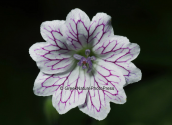 Geranium versicolor στο Βαρνουντα