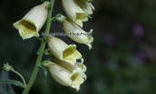 Digitalis grandiflora στις λιμνες των Πρεσπων