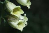 Digitalis grandiflora στις λιμνες των Πρεσπων