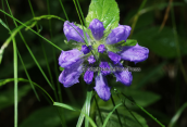Καμπανουλα (Campanula foliosa) στο Βαρνουντα