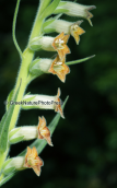 Digitalis viridiflora στο Βαρνουντα