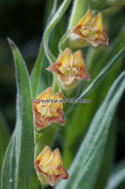 Digitalis viridiflora στο Βαρνουντα