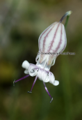 Σιληνη (Silene caesia) στο Τυμφρηστο