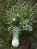 Circium candelabrum στο Τυμφρηστο