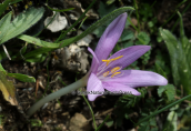Κολχικο (Colchicum boissieri) στο Παρνασσο