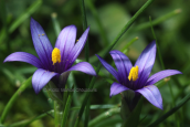 Romulea linaresil στην Αττικη