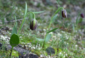 Fritillaria graeca στην Αττικη