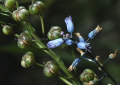 Hyacinthella leucophaea ssp. atchleyi στην Αττικη