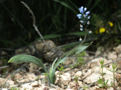 Hyacinthella leucophaea ssp. atchleyi στην Αττικη