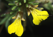 Ajuga chamaepitys στην Αττικη