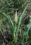 Τουλιπα (Tulipa undulatifolia) στη Βοιωτια