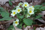 Primula vulgaris στο Παρνωνα