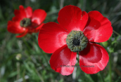 Ranunculus asiaticus στη Κορινθια