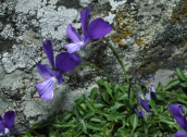 Viola euboea στην Οχη στην Ευβοια