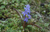 Scilla bifolia στην Οχη