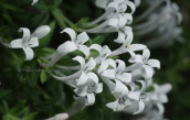Asperula arcadiensis στο φαραγγι του Βουραικου