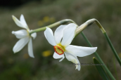 Ναρκισσος (Narcissus poeticus) στην Οιτη