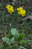 Primula veris στην Οιτη