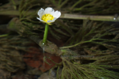 Ranunculus trichophyllus στην Οιτη