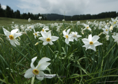 Ναρκισσοι (Narcissus poeticus) στην Οιτη