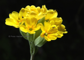 Primula veris στην Οιτη