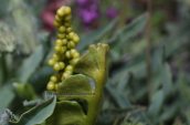 Botrychium lunaria στον Ολυμπο