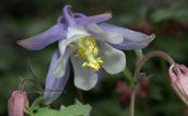 Aquilegia ottonis subsp. amaliae στον Ολυμπο