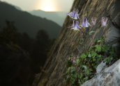 Aquilegia ottonis subsp. amaliae στον Ολυμπο
