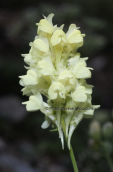 Linaria peloponnesiaca