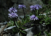 Globularia cordifolia στον Ολυμπο