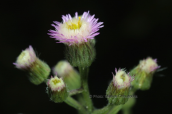 Erigeron acer στον Ολυμπο