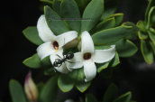 Daphne oleoides στον Ολυμπο