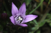 Gentianella crispata στον Ολυμπο