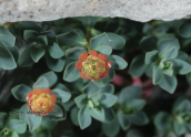Euphorbia capitulata στον Ολυμπο