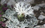Κενταυρια (Centaurea pindicola) στον Ολυμπο