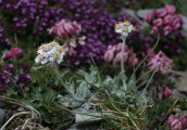 Achillea ambrosiaca στον Ολυμπο