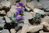 Linaria alpina στον Ολυμπο