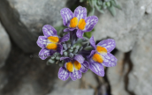 Linaria alpina στον Ολυμπο
