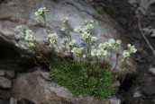 Saxifraga glabella στον Ολυμπο
