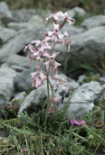 Matthiola fruticulosa ssp.valesiaca. στον Ολυμπο