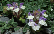 Scutellaria alpina στον Ολυμπο