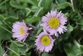 Erigeron epiroticus στον Ολυμπο