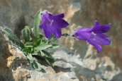 Καμπανουλα (Campanula oreadum) στον Ολυμπο