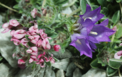 Anthyllis vulneraria subsp. pulchella μαζι με Edraianthus graminifolius στον Ολυμπο